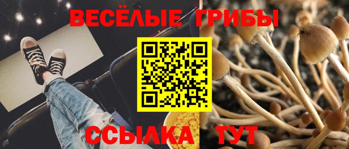 Псилоцибиновые грибы Psilocybe Саяногорск